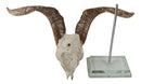 Rustic Western Valais Blackneck Billy Goat Skull Plaque Glass Base Pole Stand