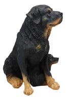 Ebros Lifelike Realistic Sitting Rottie Rottweiler Dog Statue 11.5" Wide Fine Pedigree Butcher's Dogs Breed Gallery Quality Collectible Decor with Glass Eyes Figurine