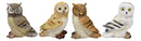 Colorful Nocturnal Owls Of The World Miniature Figurine Set of 4 Owl Theme Decor