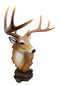 Ebros Large Decorative 8 Point Big Buck Bust Figurine Game Deer Hunters Rustic Cabin