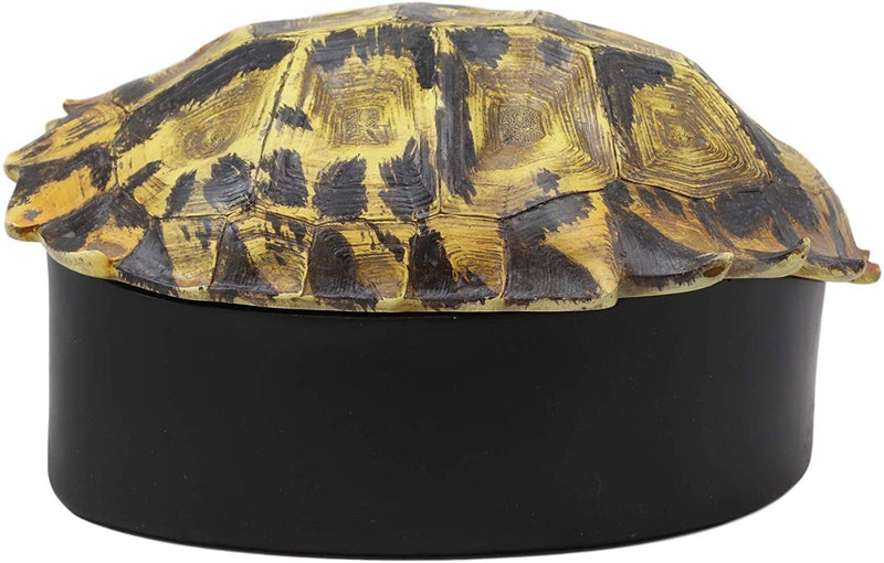 Ebros Nautical Reptile Realistic Elongated Tortoise Shell Decorative Box Figurine 8"L