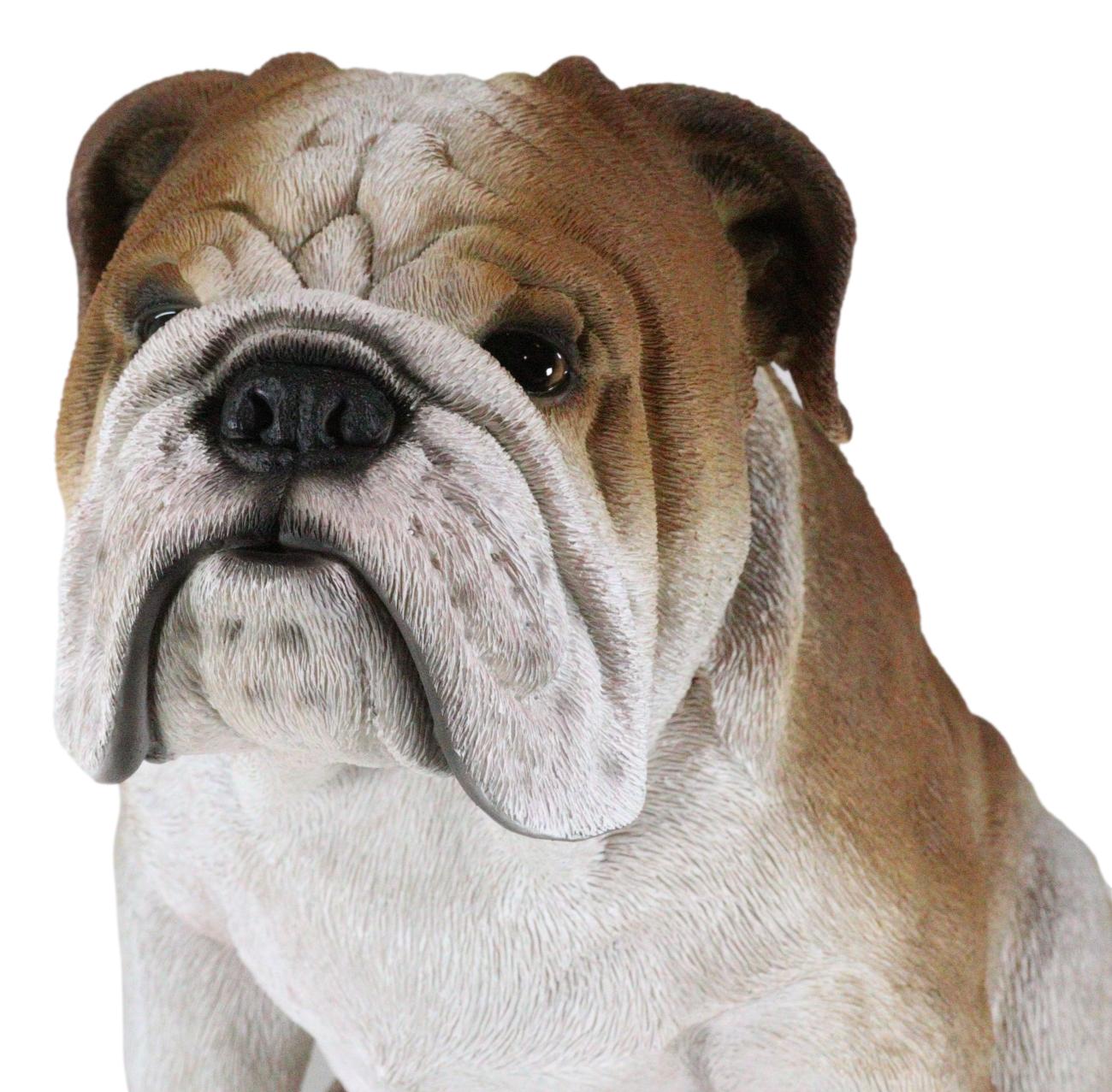 Lifelike Realistic English Bulldog Statue 14.5"Tall Fine Pedigree Dog