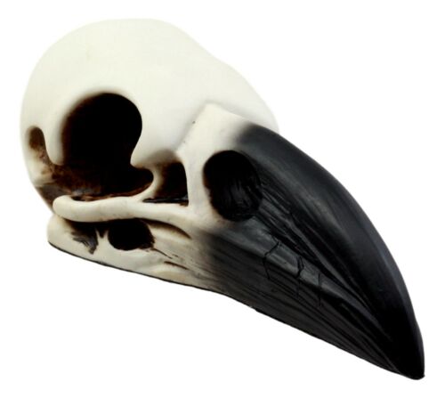 Edgar Poe Gothic Raven Skull Statue 7"Long Crow Scavenger Bird Ossuary Figurine