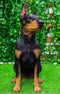 Ebros Lifelike Sitting Doberman Pinscher Statue 23.5"Tall Pedigree Dog With Glass Eyes