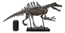 Jurassic Spinosaurus Dinosaur Fossil Skeleton Statue On Museum Mount 28.25"Long